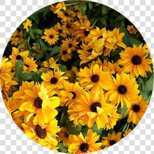 Yellow Flower Aesthetic   Png Download   Flower Yellow Flower Aesthetic  Transparent Png