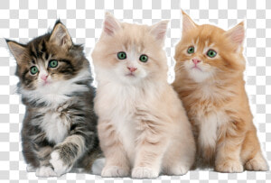 Gatos   Imágenes De Gatos Png  Transparent Png