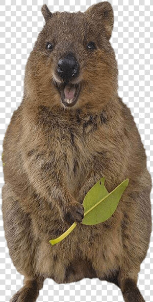 Smiling Quokka   Quokka Png  Transparent Png