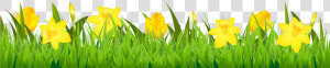 Easter Clipart Daffodil   Daffodil Clipart Border  HD Png Download