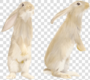 Cute Gray Rabbit Standing On His Feet Png Image   White Rabbit Standing Png  Transparent Png