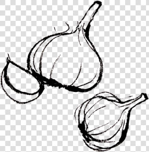 Garlic Clipart Draw   Garlic Draw Png  Transparent Png