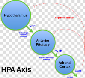 Hpa Axis  HD Png Download