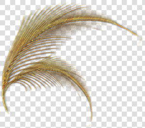 Gold Feathers Png   Golden Feathers Png  Transparent Png