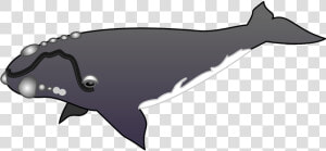 Humpback Whale Clipart Gray Whale   Grey Whale Clip Art  HD Png Download