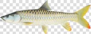 Golden Mahseer Bhutan  HD Png Download