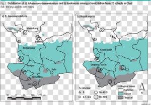 Geographical Distribution Of Trichuris Trichiura  HD Png Download