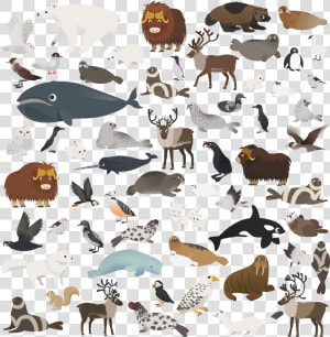 Marco Polo Arctic Animals   Transparent Cartoons   Marco Polo Arctic Animals  HD Png Download