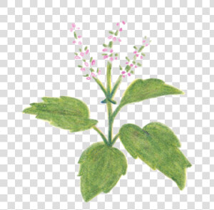 Holy Basil Free Pictures   Heal all  HD Png Download