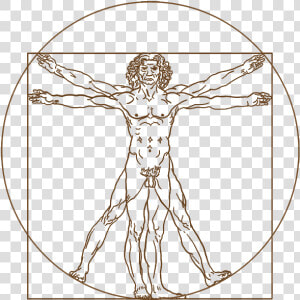 Vitruvian Man White Background  HD Png Download