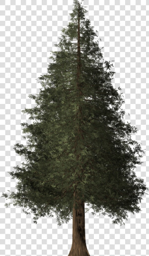 Redwood Tree Png  Transparent Png