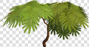 Acadian Trees  HD Png Download