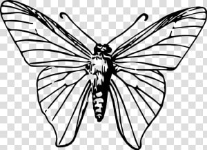 Drawing Insects Insect Wing   Black And White Moth Png  Transparent Png