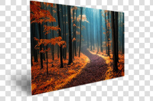 Transparent Wondering Png   Autumn  Png Download