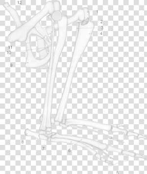 Kangaroo Hind Leg Anatomy  HD Png Download