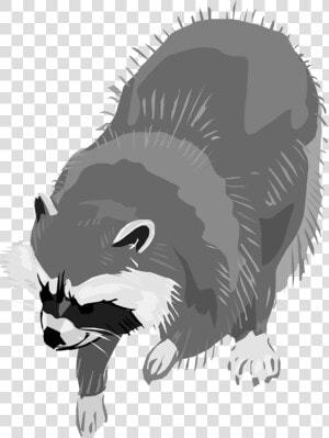 Free Raccoon Png Image Clipart   Raccoon Clipart Transparent Background  Png Download