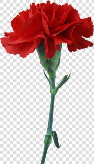 Free Download Red Carnation Clipart Carnation Flower   National Flower Of Spain  HD Png Download