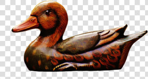 Seaduck   Pato De Madera Png  Transparent Png