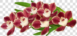 Cooktown Orchid  HD Png Download