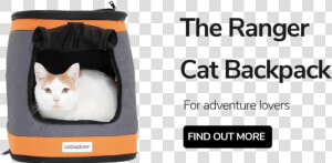 Ranger Cat Backpack Carrier   Domestic Short haired Cat  HD Png Download