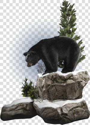 Black Bear On Rocks Mount   American Black Bear  HD Png Download