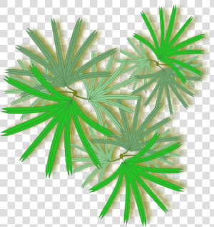 Palm Tree Top Png   Palm Top View Svg  Transparent Png