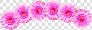  flower  crown  pink   Barberton Daisy  HD Png Download