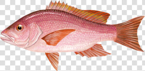 Red Snapper  HD Png Download