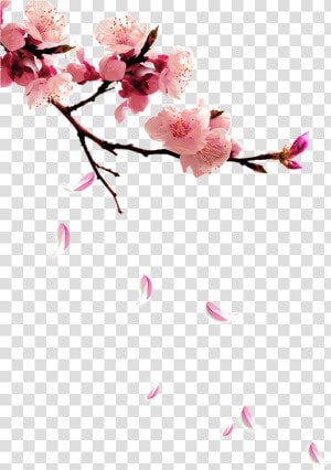 Fresh Plum Png   Peach Blossom Flower Png  Transparent Png