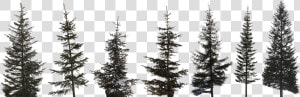 Preview   High Resolution Pine Tree  HD Png Download