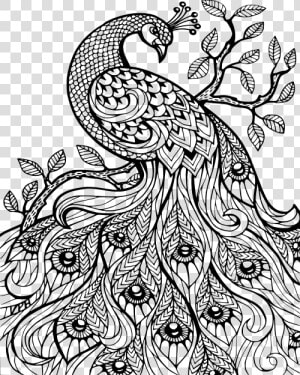 Adult Coloring Sheets Peacock  HD Png Download