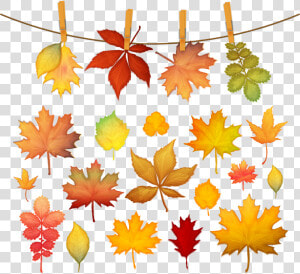 Autumn Leaf Color Maple Leaf   Autumn Leaf Color Maple  HD Png Download