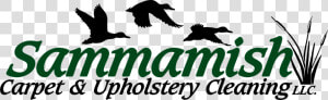 Sammamish Carpet Cleaning  amp  Upholstery   Bird Of Prey  HD Png Download