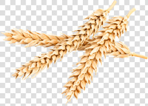 Bombardier Protein   Khorasan Wheat  HD Png Download