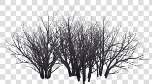 Shrub Tree Photography Black And White   Desert Bush In Png  Transparent Png