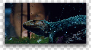 Jurassic World Nods To Feathered Dinosaursas A Professional   Jurassic World Feathered Lizard  HD Png Download