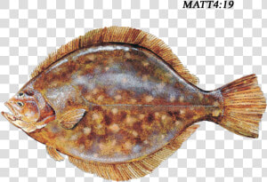 Southern Flounder   Png Download   Southern Flounder  Transparent Png