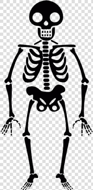 Skeleton Transparent Png   Halloween Skeleton Transparent Background  Png Download