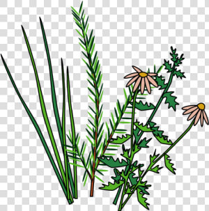 Herbs  HD Png Download