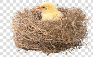 Transparent Nest Png   Nest Pic In Hd  Png Download