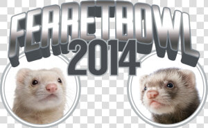 Cannonball The Ferret   Sable Ferret  HD Png Download