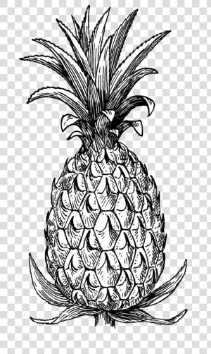 Pineapple   Pineapple Line Art Black And White  HD Png Download