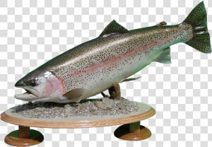 Rainbow Trout Mount   Coastal Cutthroat Trout  HD Png Download