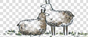 Llamas   Sheep  HD Png Download