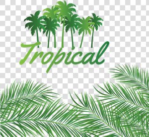 Leaves Decoration With Tropical Coconut Background    Linux Networking  HD Png Download