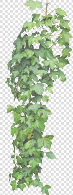 Ivy Hd Transparent Background   Hanging Ivy Transparent Background  HD Png Download