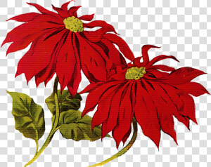 Poinsettia Clipart Merry Christmas   Christmas Vintage Clip Art  HD Png Download