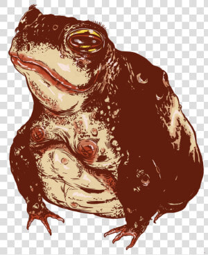 Transparent Toad Animal Png   Eastern Spadefoot  Png Download