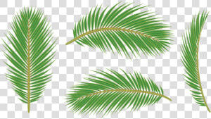 Palm Tree Leaves Png   Leaf Palm Free Png  Transparent Png