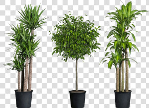 Home Depot Have House Plants   Png Download   Transparent Indoor Plants Png  Png Download